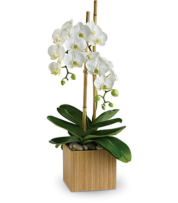 Teleflora's Opulent Orchids from Walker's Flower Shop in Huron, SD